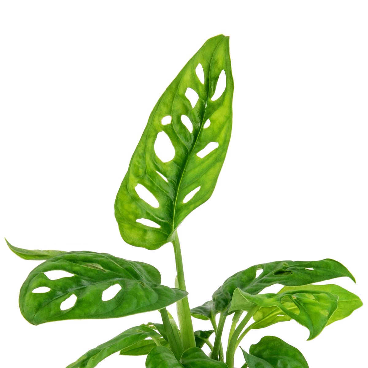 Monstera Adansonii Swiss Cheese Vine - 4" Pot