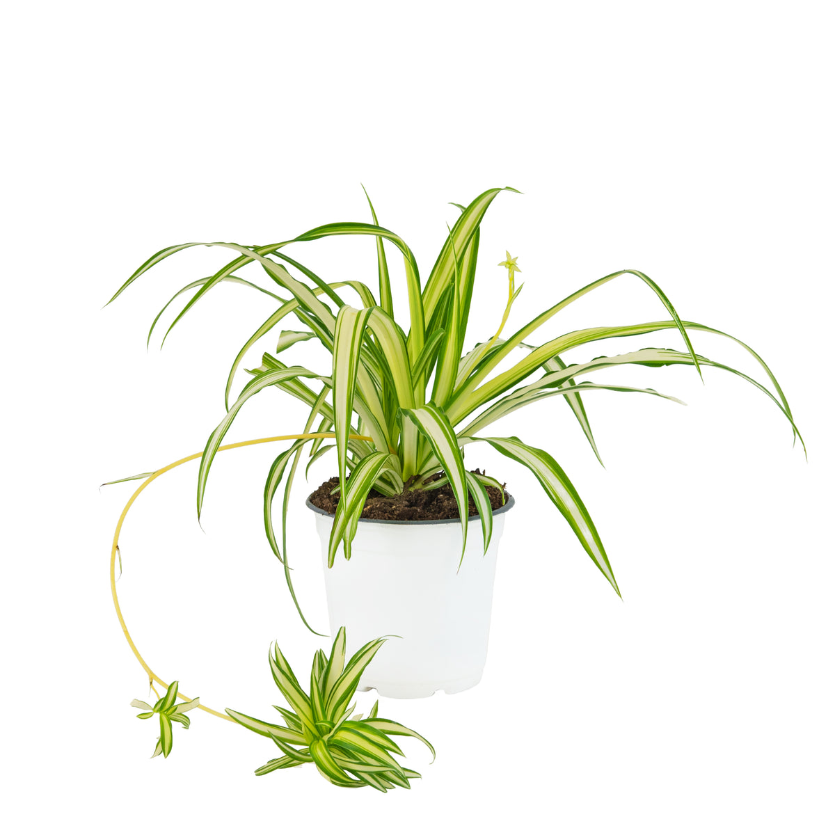 Ribbon (Spider) Plant - 4in. Pot
