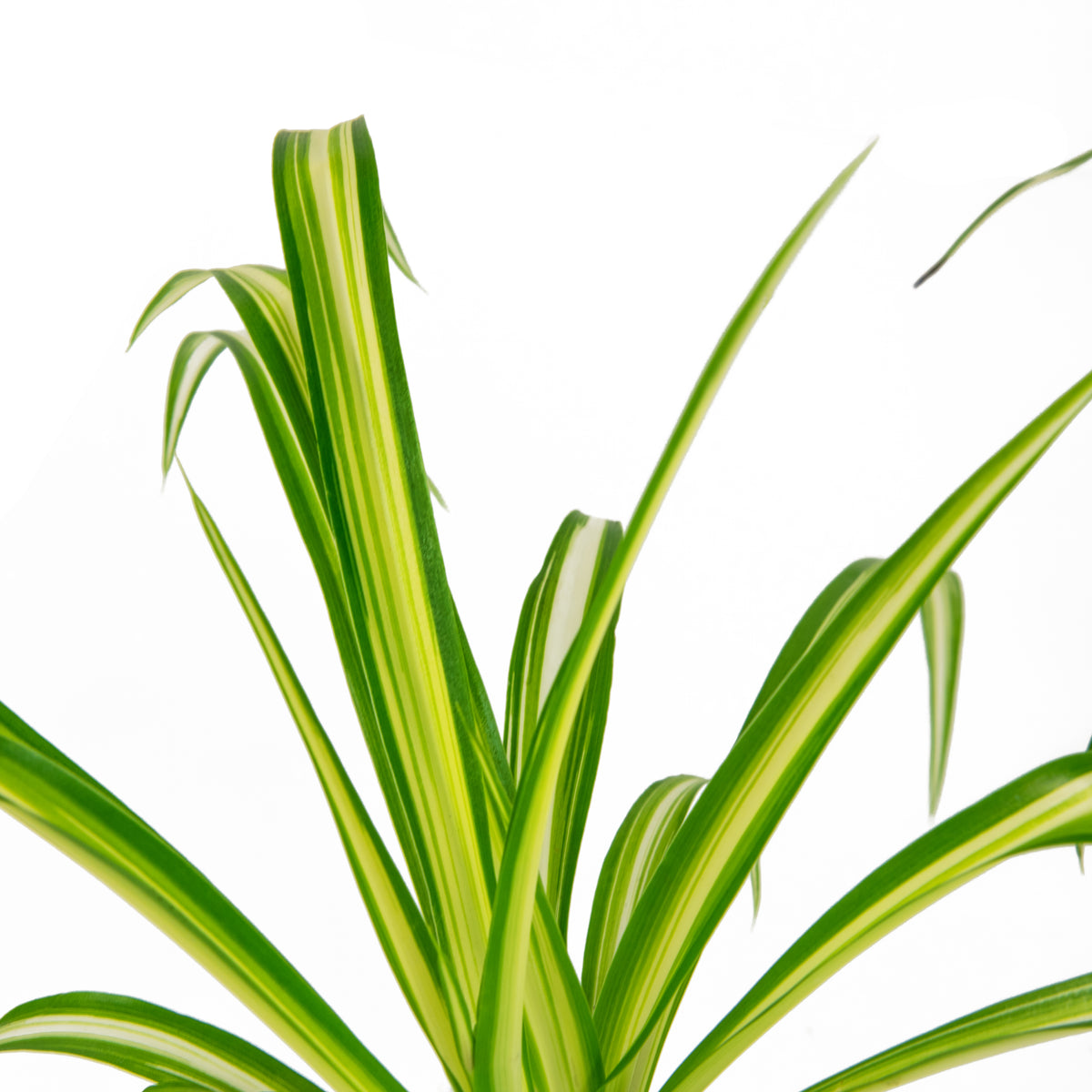Ribbon (Spider) Plant - 4in. Pot
