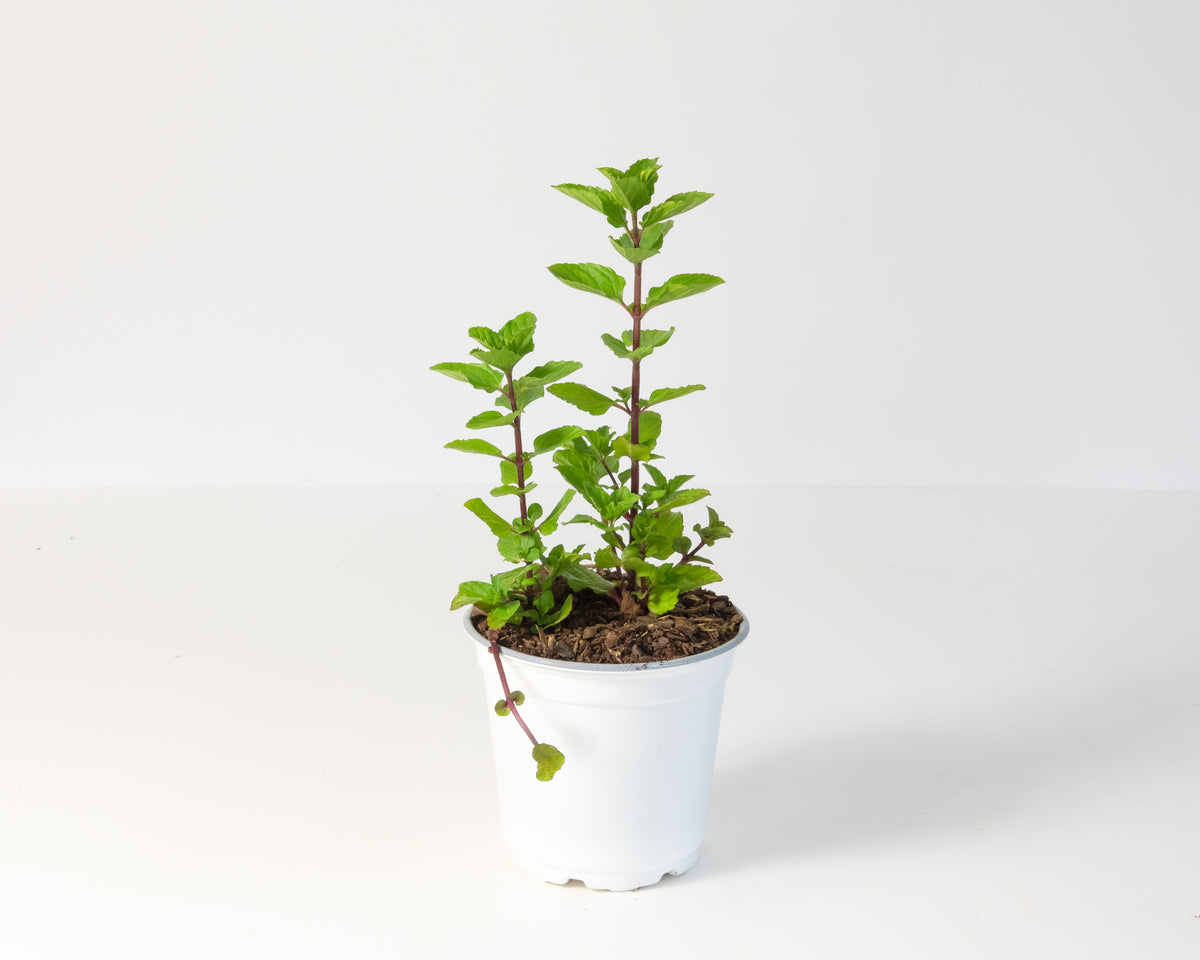 Mentha Spearmint - 4" Pot