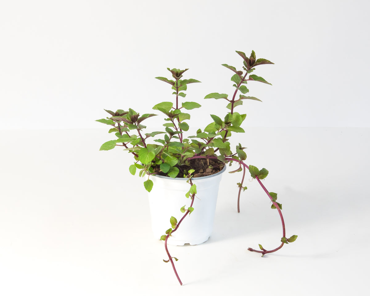 Mentha Chocolate Mint - 4" Pot