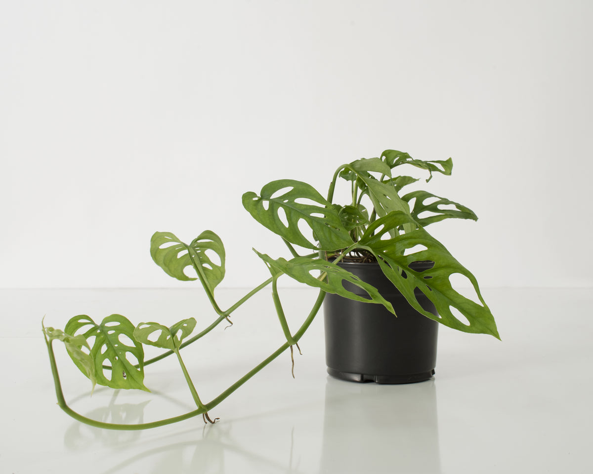 Monstera Adansonii Swiss Cheese Vine - 4" Pot