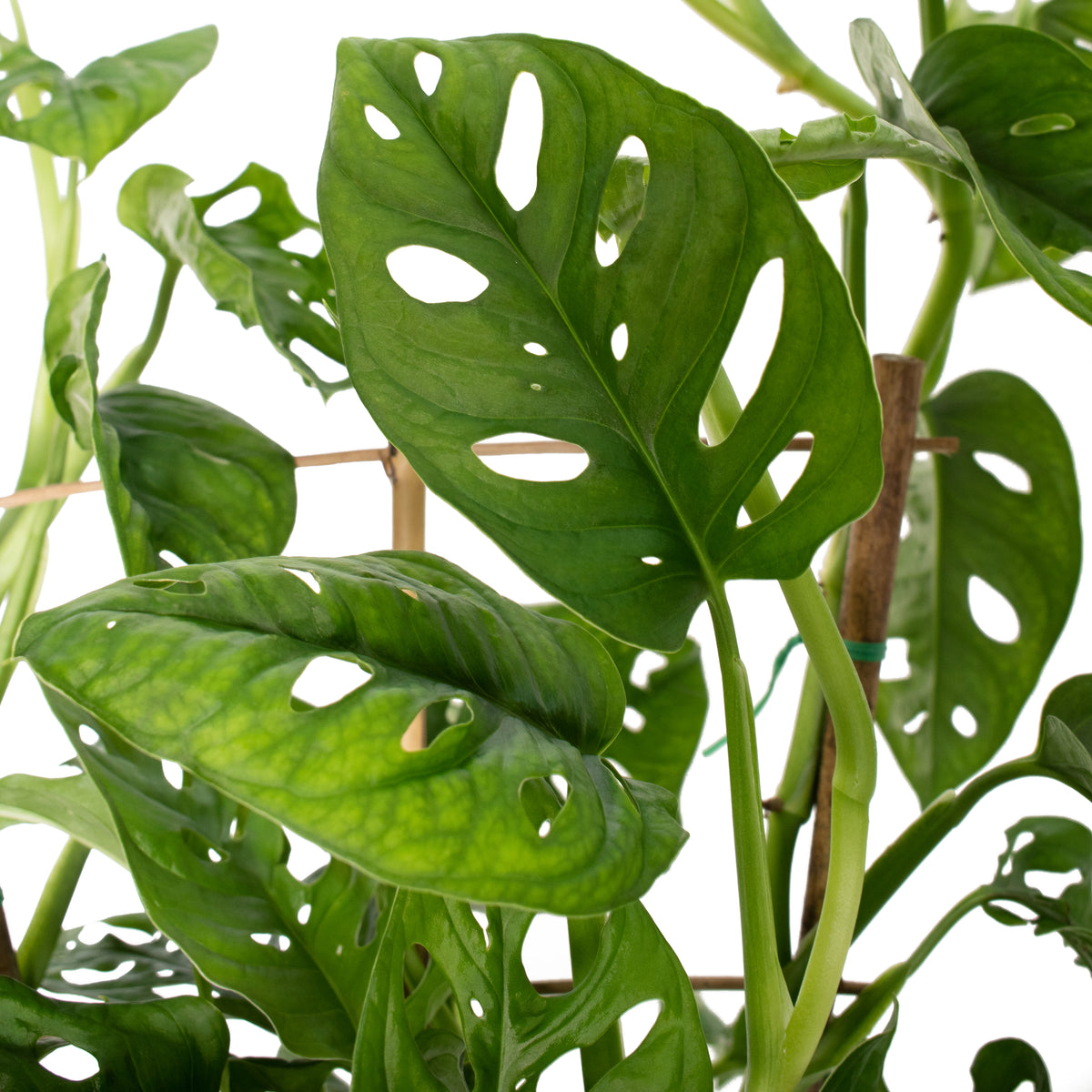 Monstera Adansonii Swiss Cheese Vine - 4" Pot