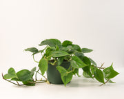 Philodendron cordatum 'Green' – 8" Hanging Basket