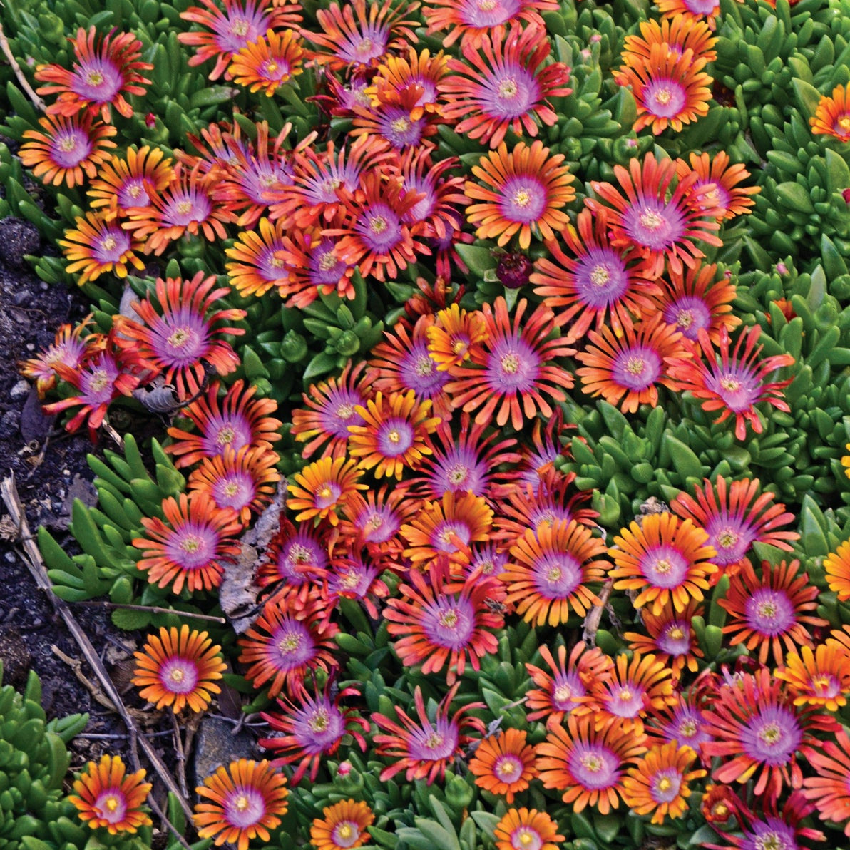 4 Piece Delosperma 'Fire Spinner' - 2.5" Pot