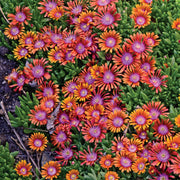 4 Piece Delosperma 'Fire Spinner' - 2.5" Pot