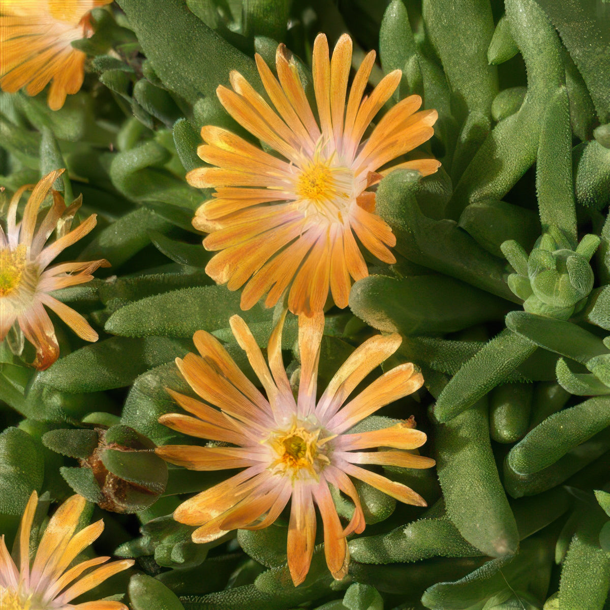 4 Piece Delosperma 'Orange Crush' - 2.5" Pot