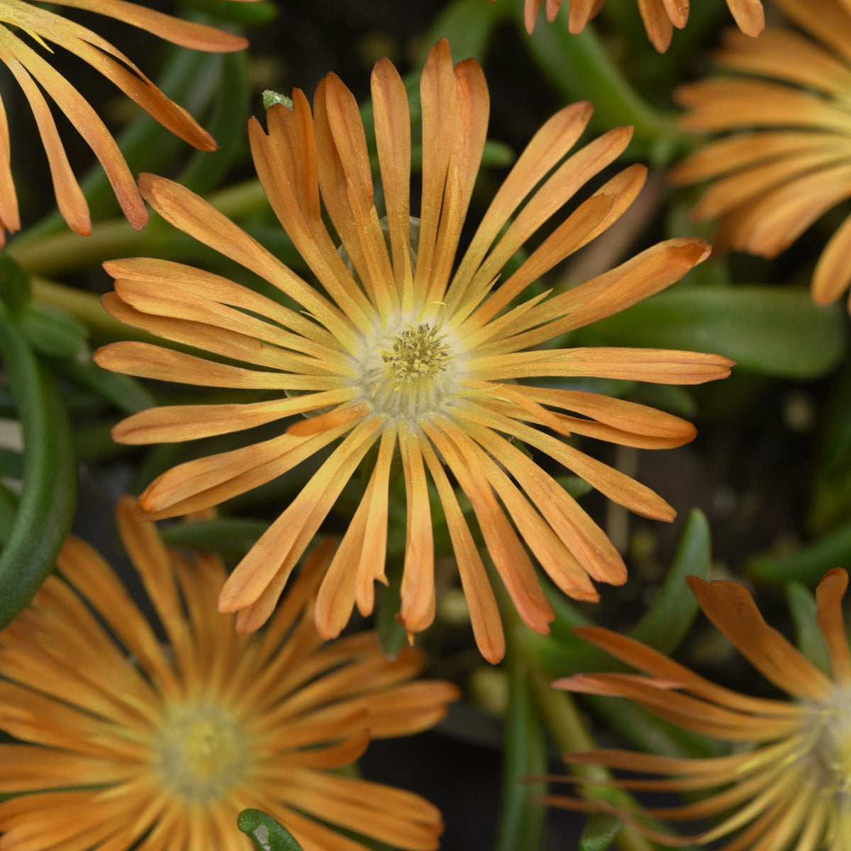 4 Piece Delosperma 'Orange Crush' - 2.5" Pot