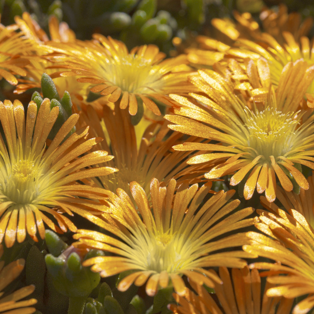 4 Piece Delosperma 'Orange Crush' - 2.5" Pot