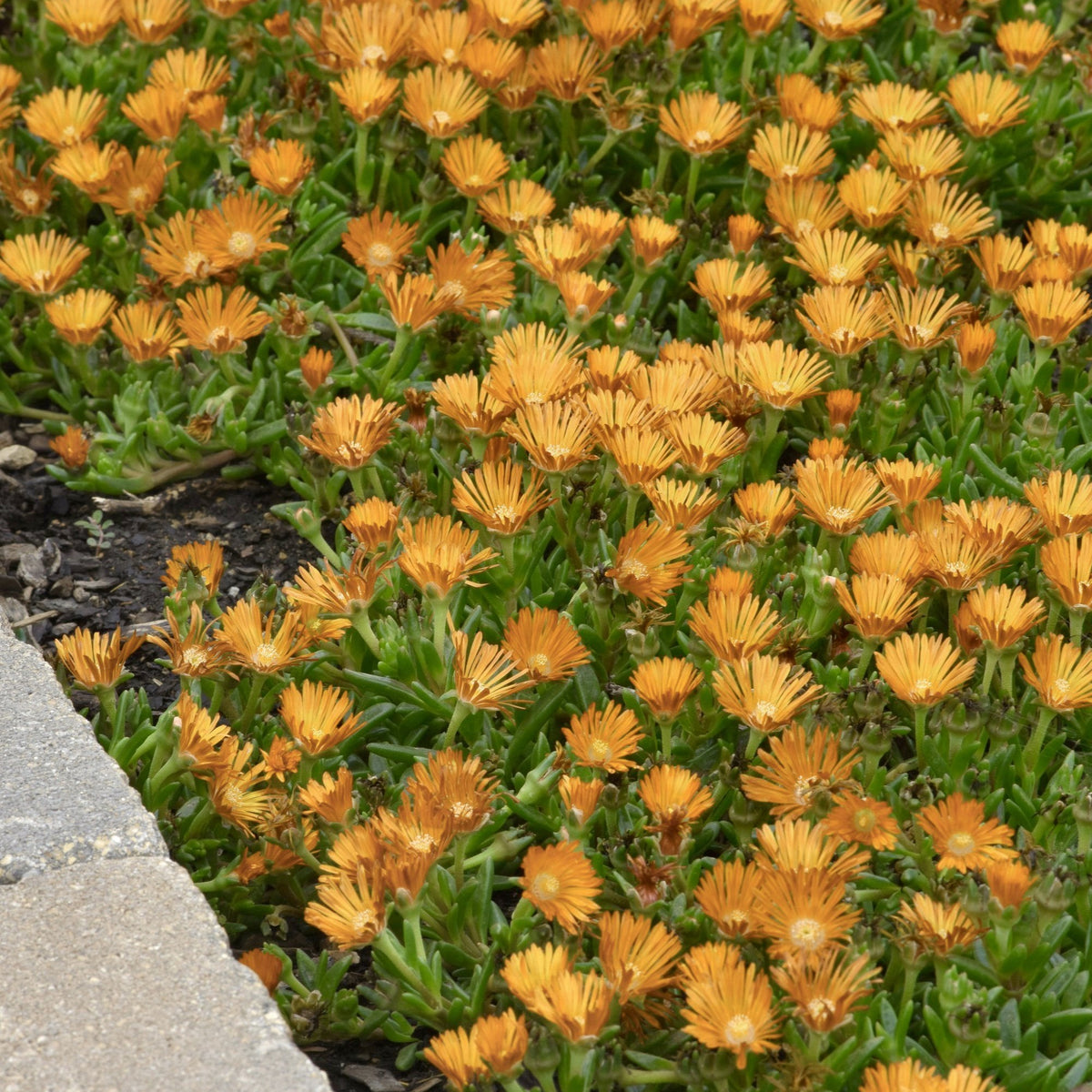 4 Piece Delosperma 'Orange Crush' - 2.5" Pot