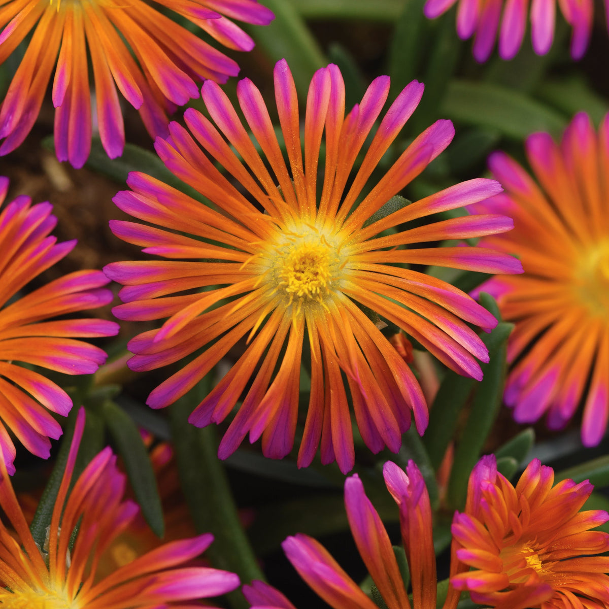 4 Piece Delosperma 'Ocean Sunset™ Orange Glow' - 2.5" Pot