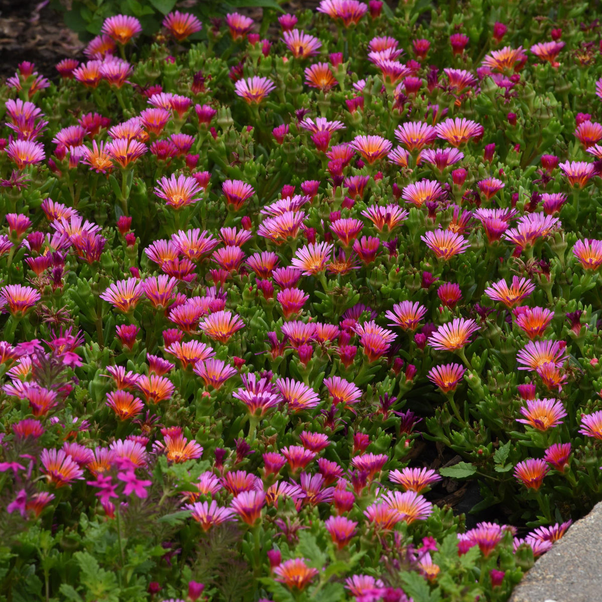 4 Piece Delosperma 'Ocean Sunset™ Orange Glow' - 2.5" Pot