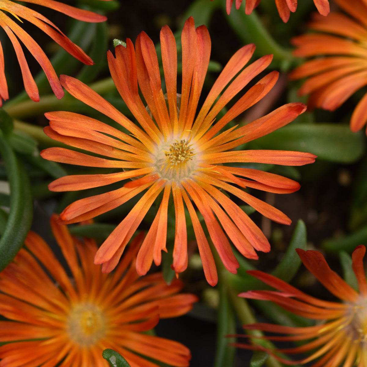 4 Piece Delosperma 'Ocean Sunset™ Orange Vibe' - 2.5" Pot