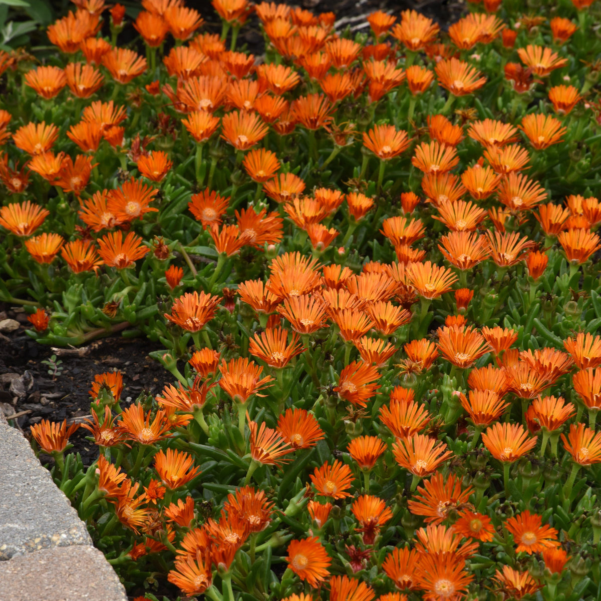 4 Piece Delosperma 'Ocean Sunset™ Orange Vibe' - 2.5" Pot