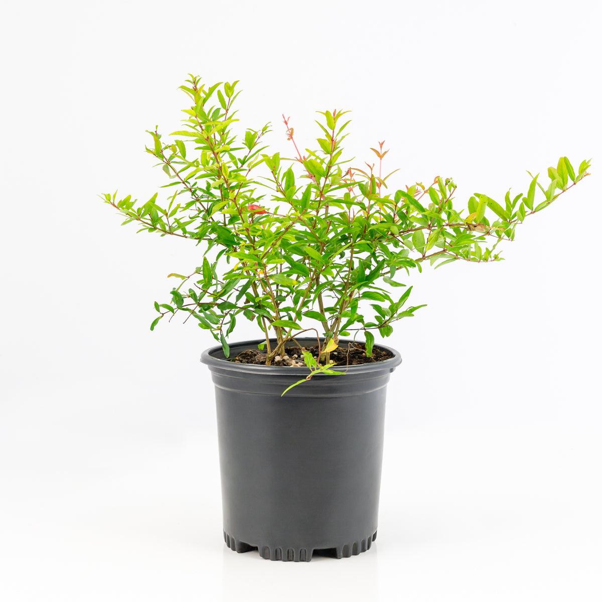 Punica Dwarf Pomegranate- 1 Gallon Pot