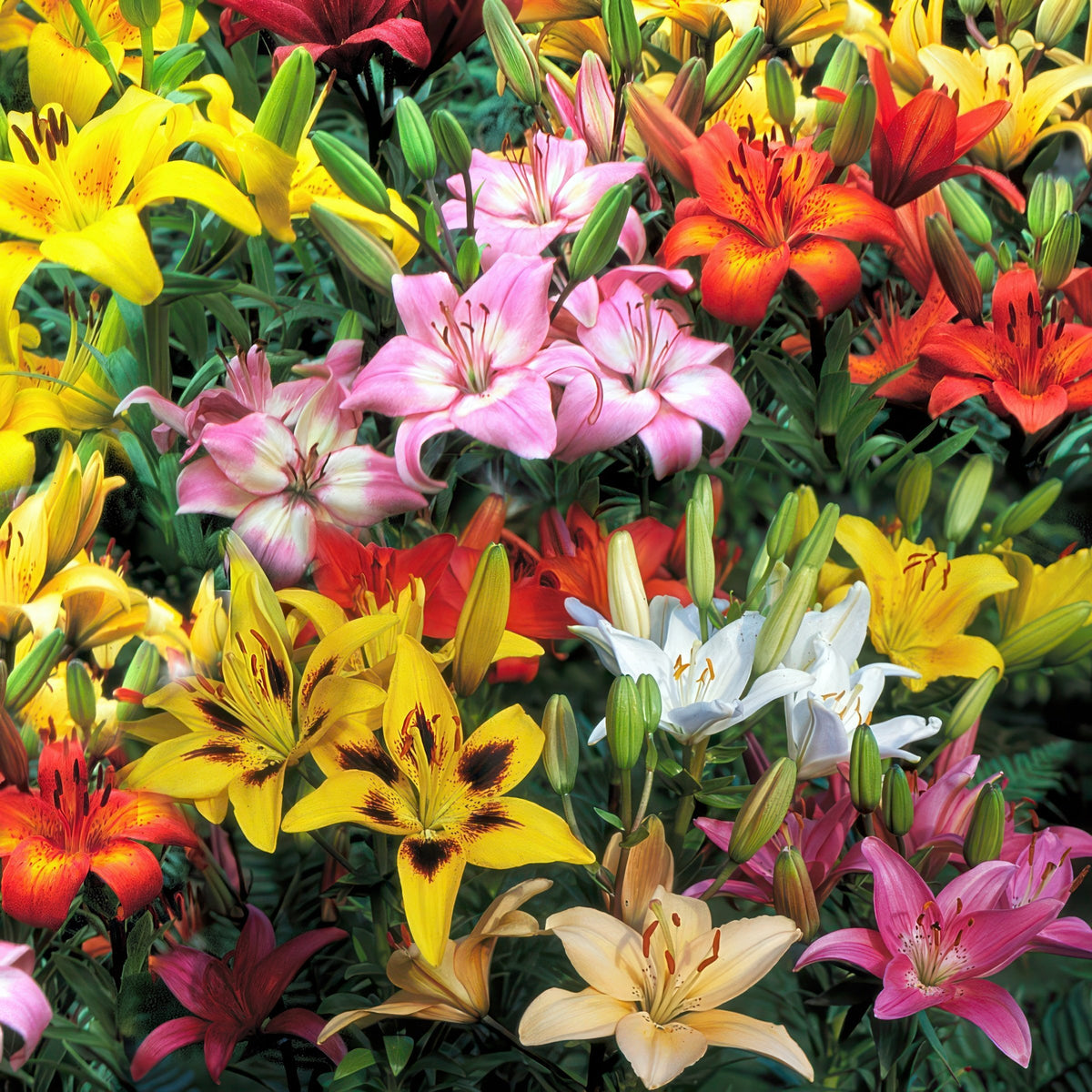 Lily Variety Garden - 60 Mixed Bulbs