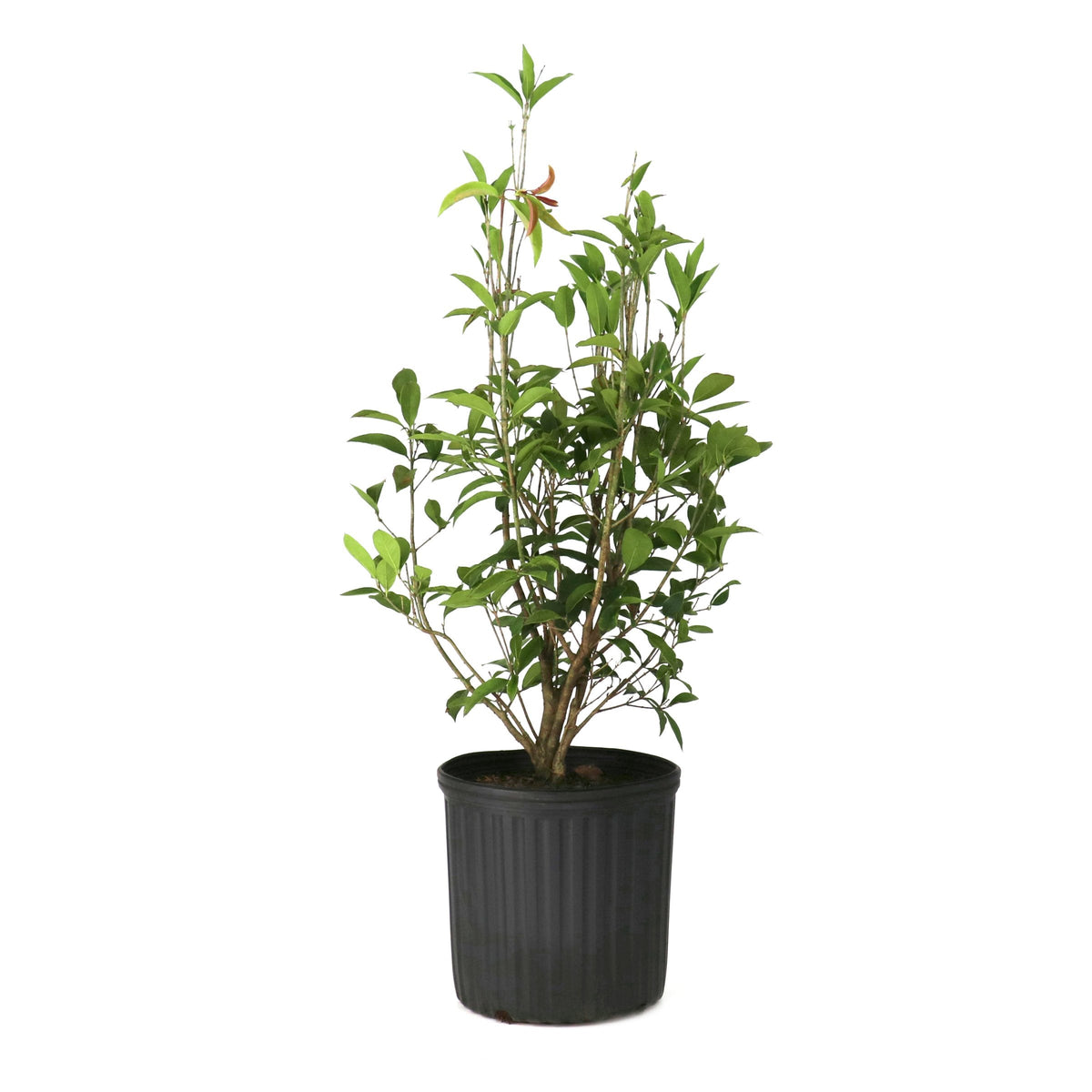 Osmanthus Sweet Olive - 1 Gallon Pot