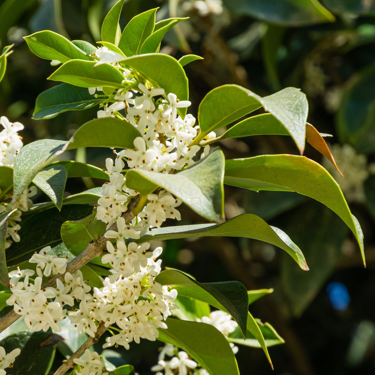 Osmanthus Sweet Olive - 1 Gallon Pot
