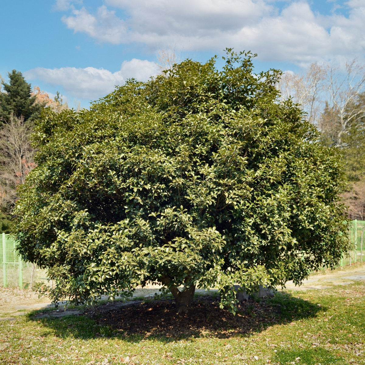Osmanthus Sweet Olive - 1 Gallon Pot
