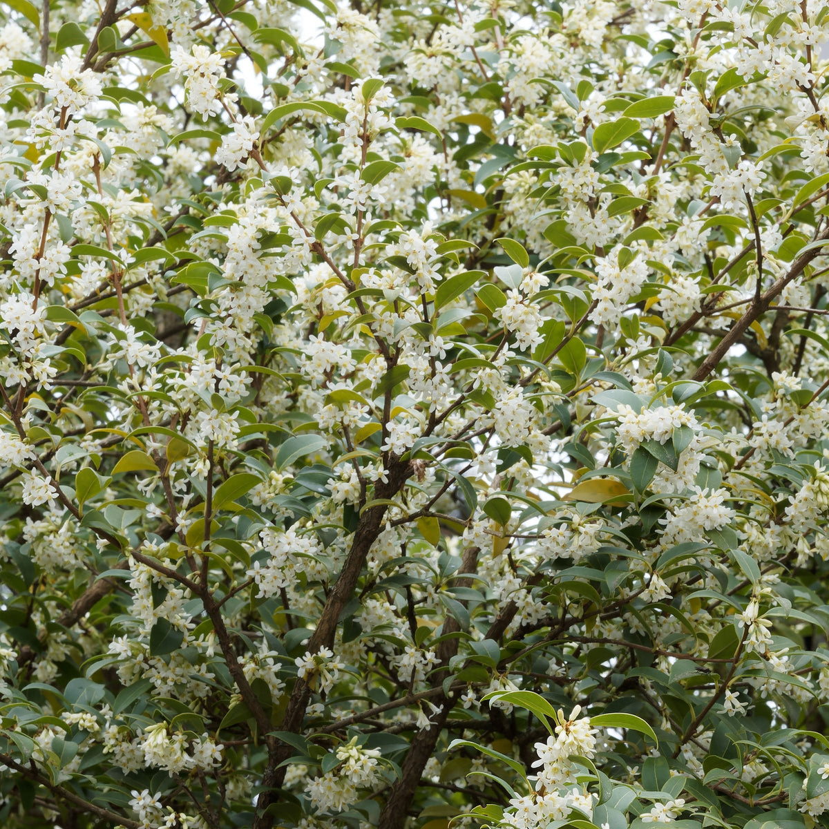 Osmanthus Sweet Olive - 1 Gallon Pot