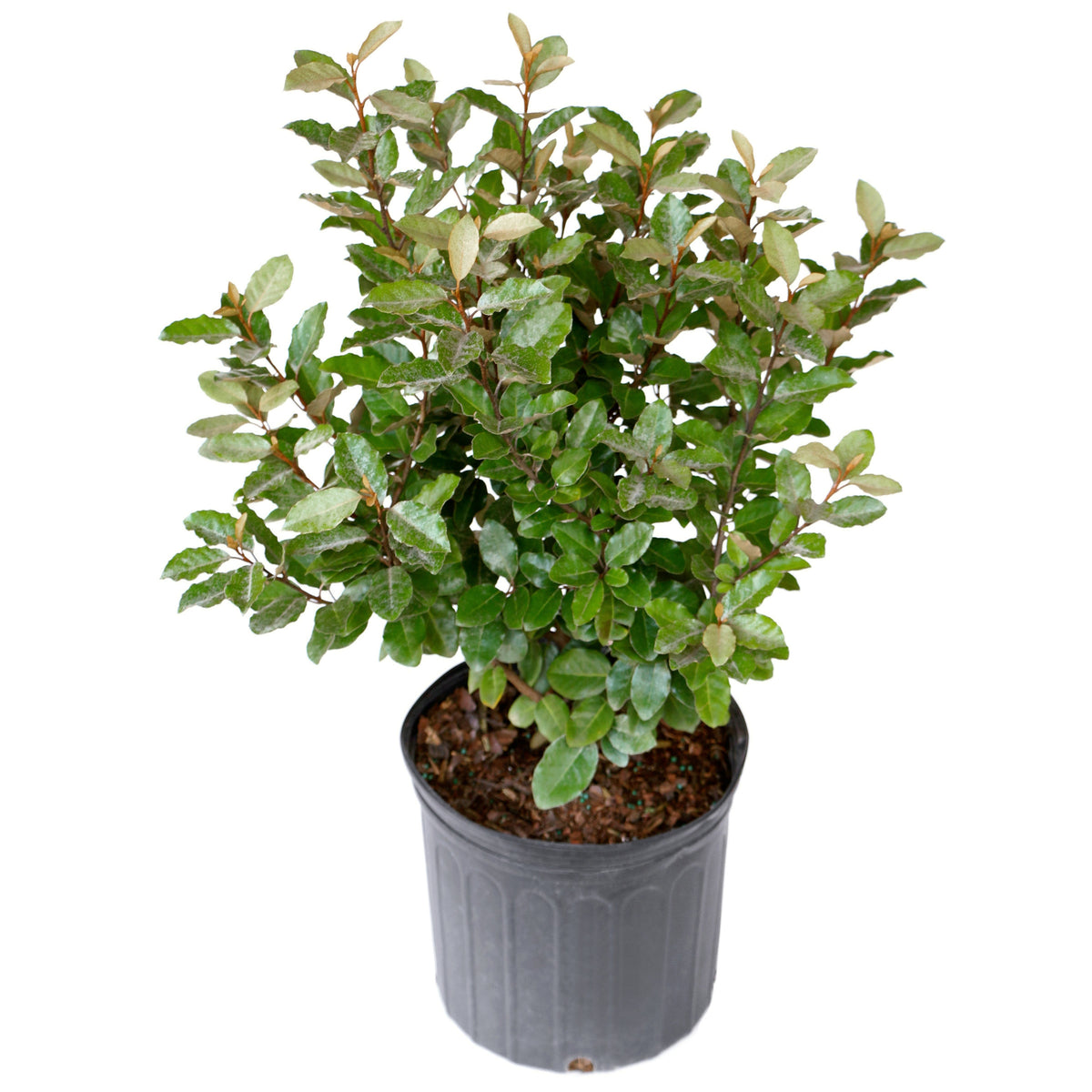 Eleagnus 'Ebbinge's Silverberry' - 3 Gallon Pot