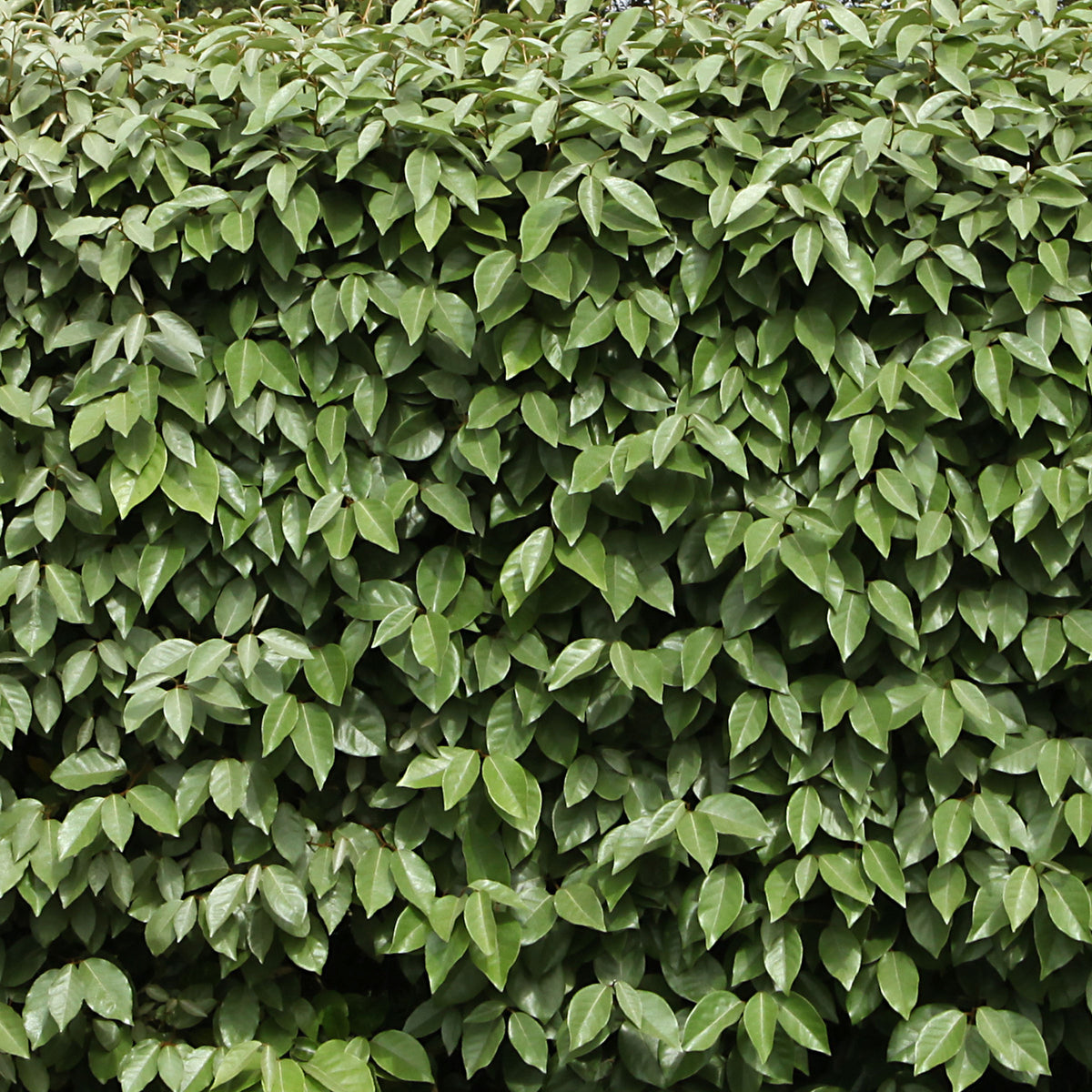 Eleagnus 'Ebbinge's Silverberry' - 1 Gallon Pot