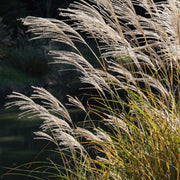 Miscanthus sinesis Adagio - 4" Pot