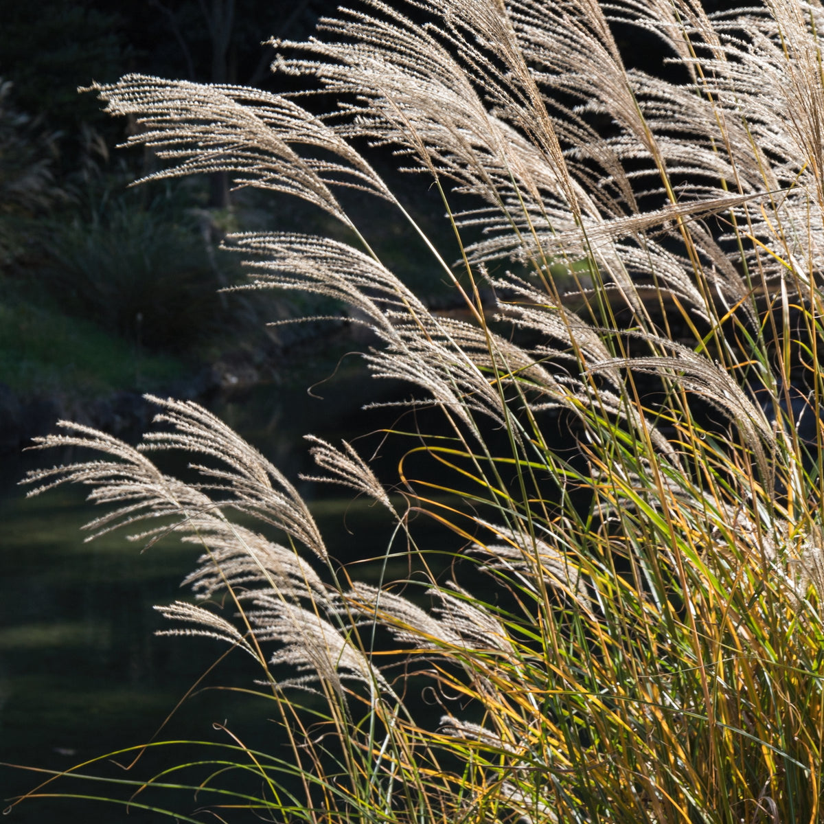 Miscanthus sinesis Adagio - 4" Pot