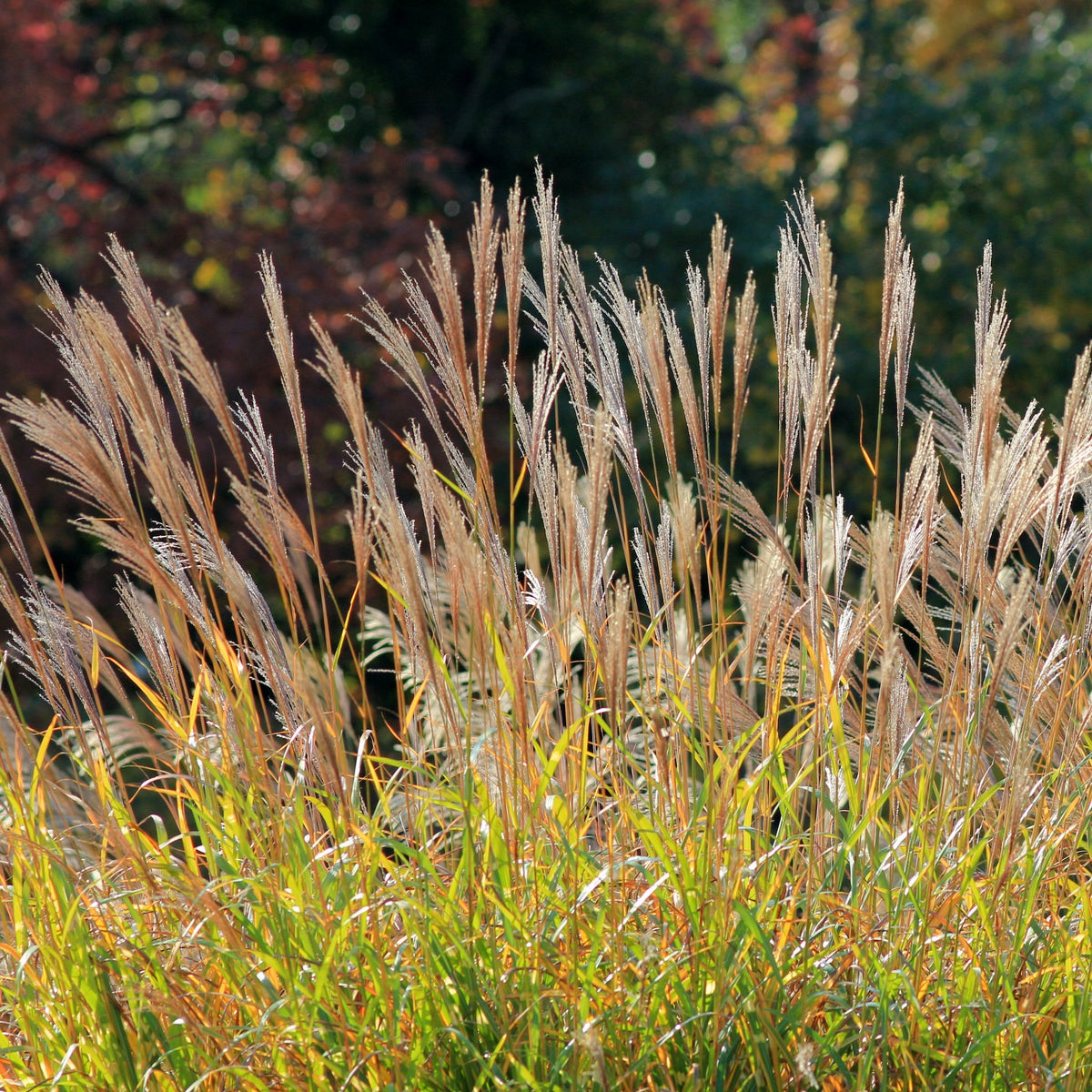 Miscanthus sinesis Adagio - 4" Pot