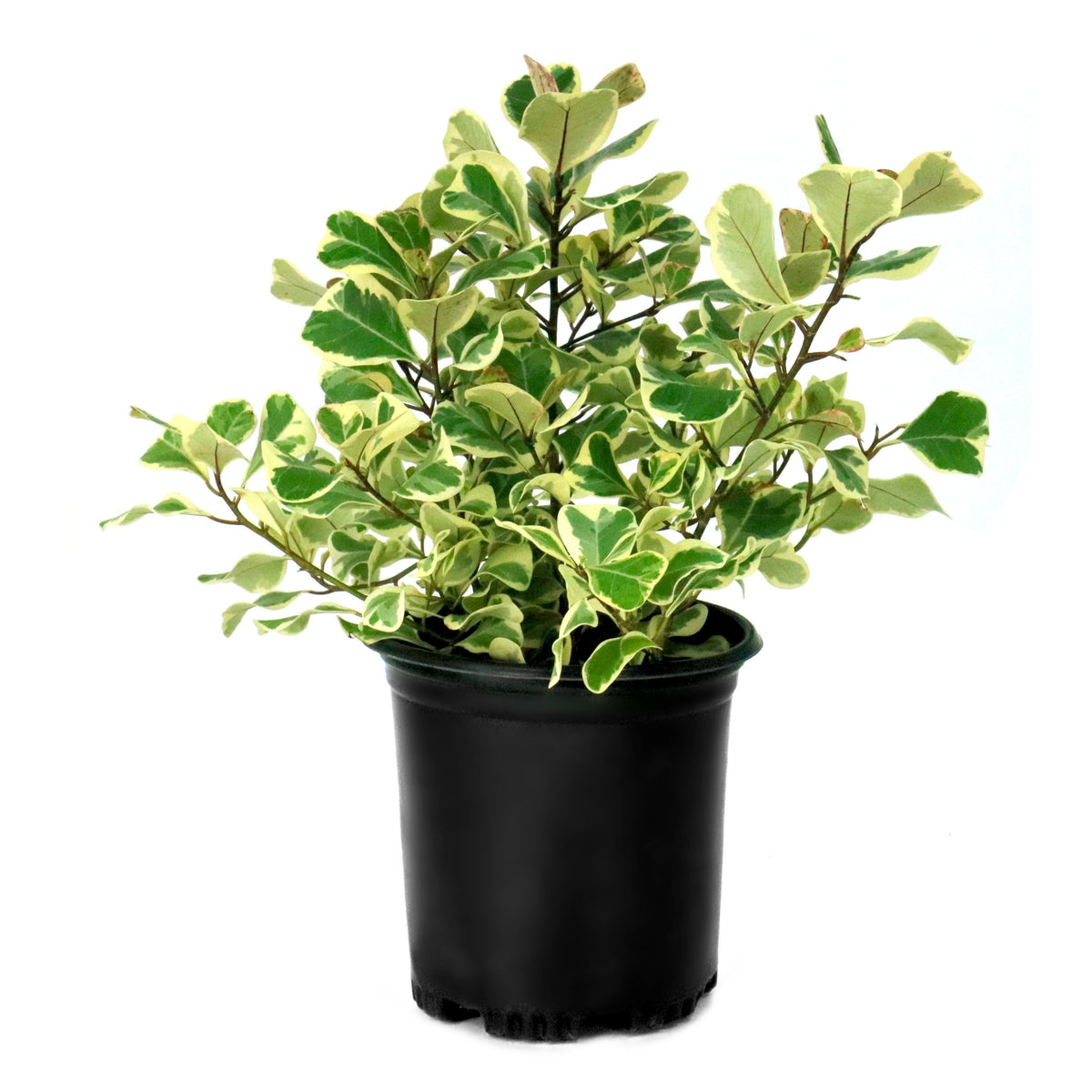 Ficus Triangularis - 1 Gallon Pot