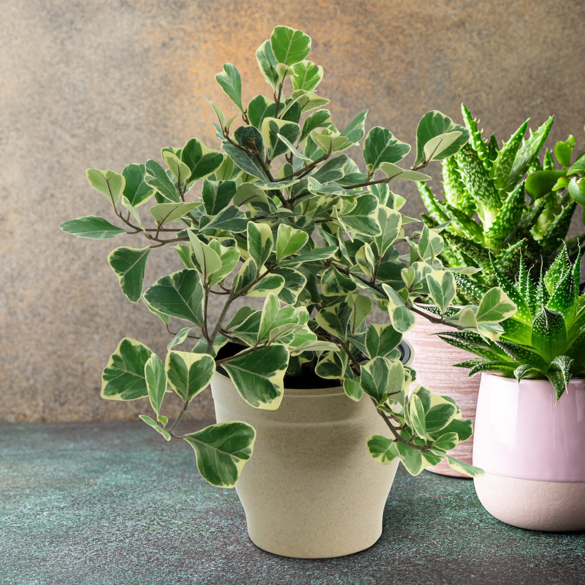 Ficus Triangularis - 5.5" Pot