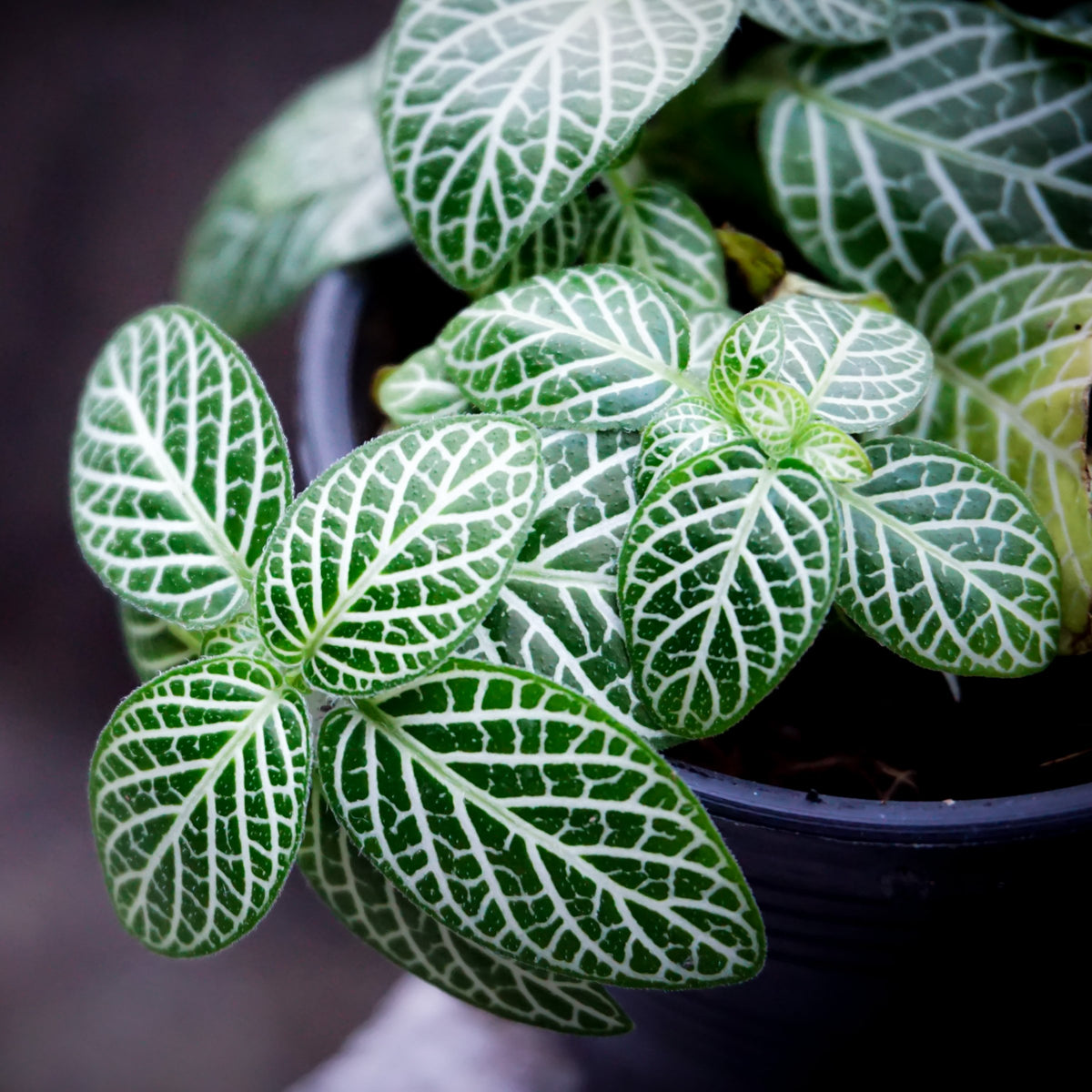 Deluxe Houseplant Club, Plant + Elevated Pot - Delivered Monthly, FREE Shipping!
