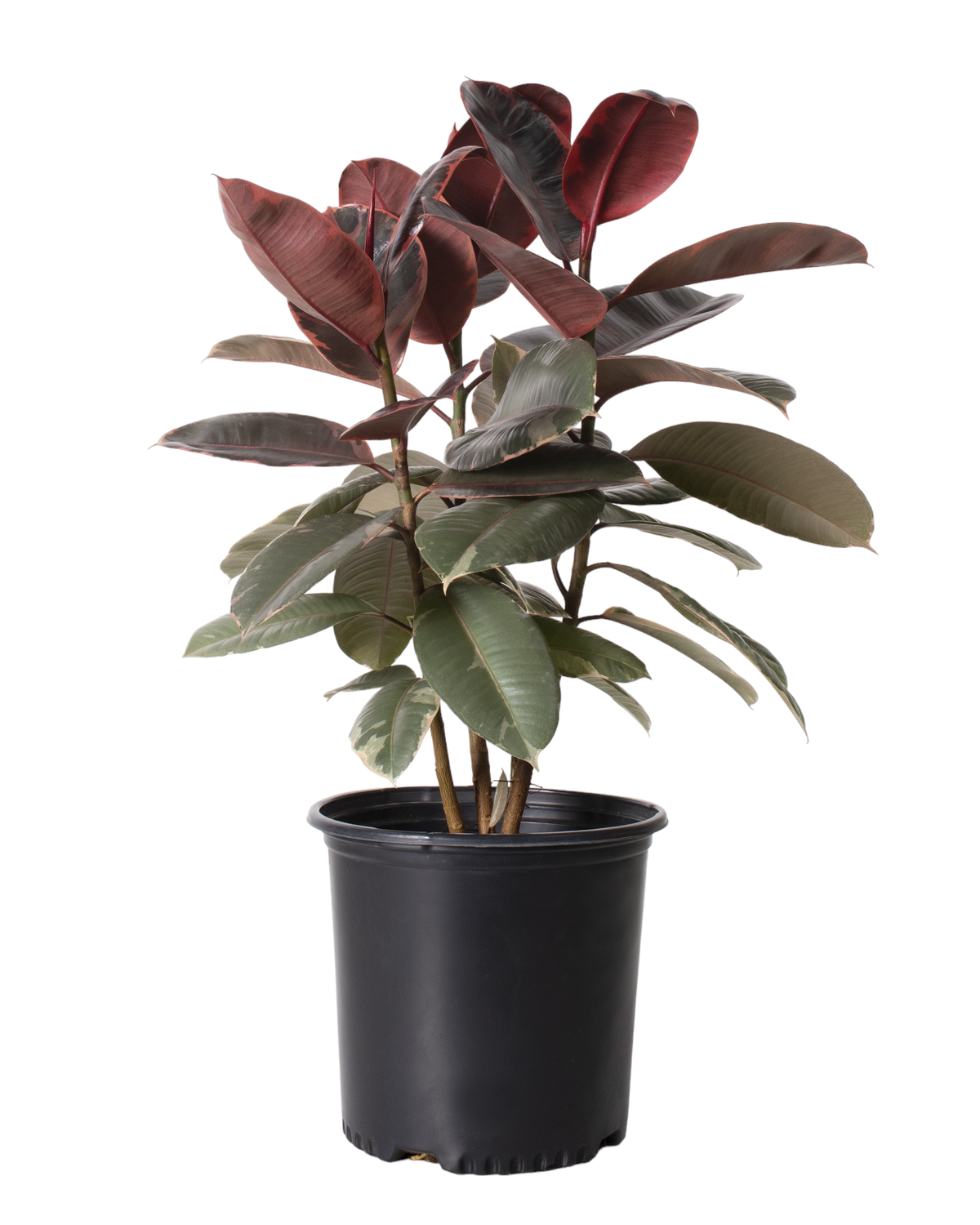 Ficus Ruby - 1 Gallon Pot