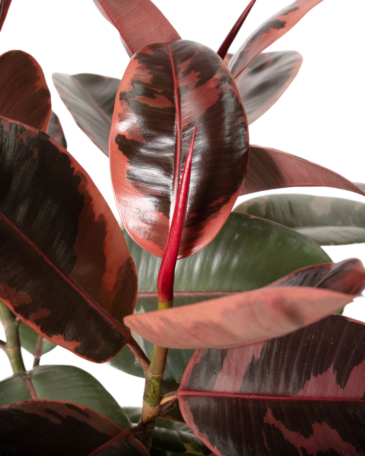 Ficus Ruby - 1 Gallon Pot