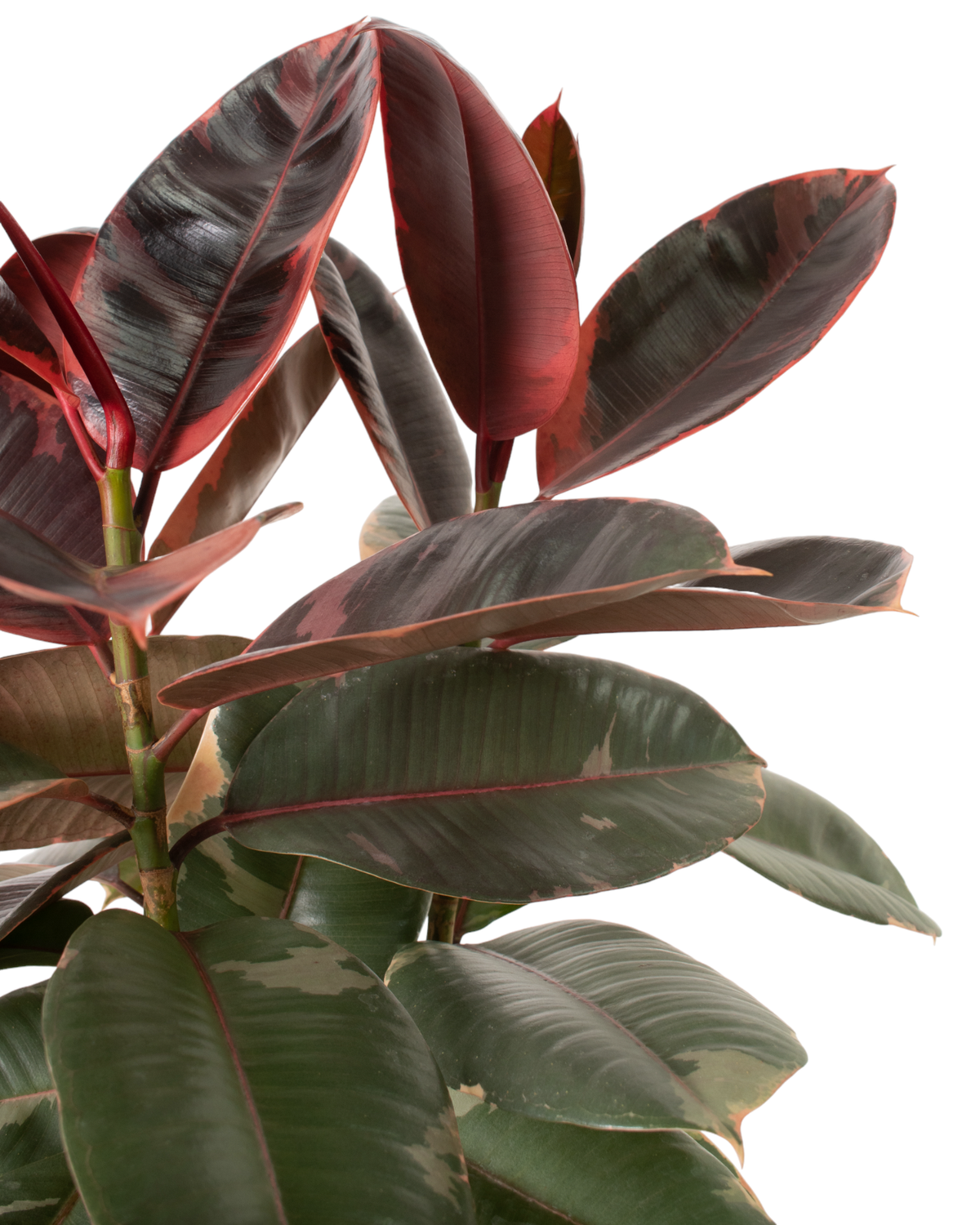 Ficus Ruby - 1 Gallon Pot