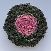 Kamome Pink Flowering Kale – 4" Pot