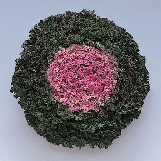 Kamome Pink Flowering Kale – 4" Pot