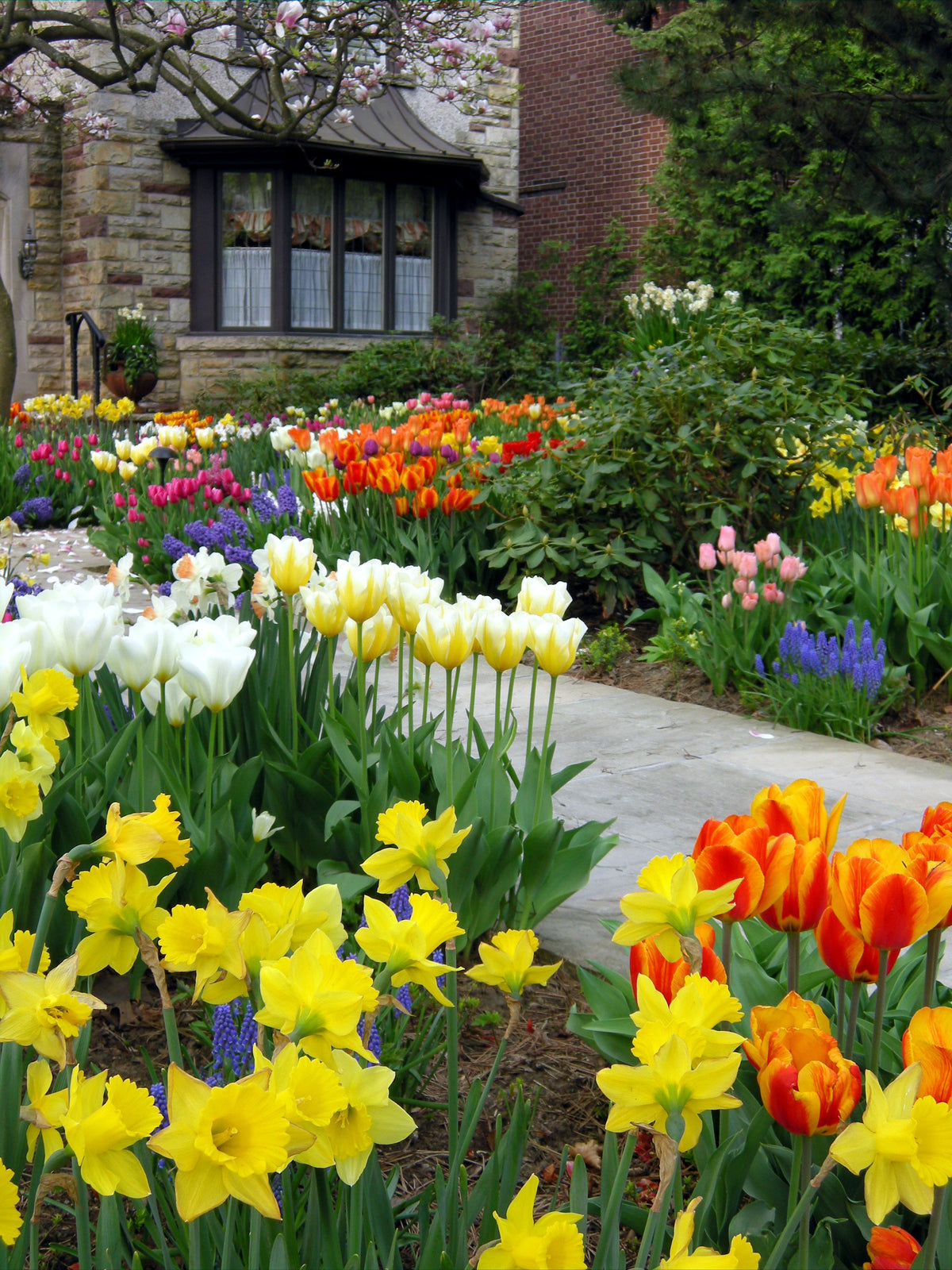 Tulip Graceland - 10 piece