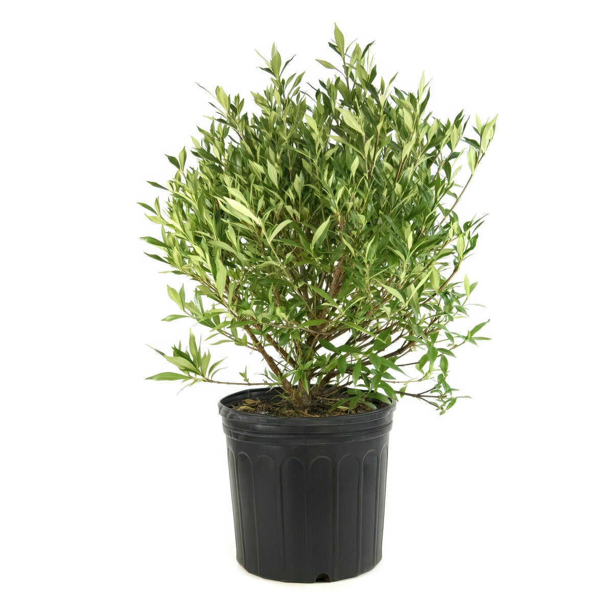 Gardenia 'Frostproof' - 3 Gallon Pot (NOVEMBER PICK UP SALE)