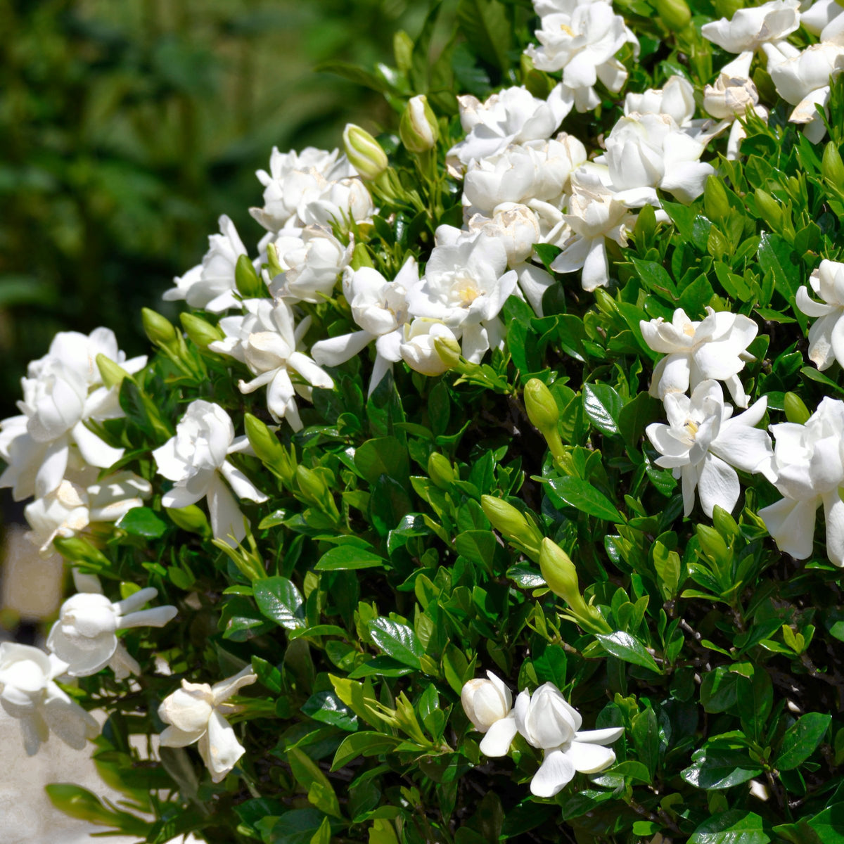 Gardenia 'August Beauty' - 1 Gallon Pot