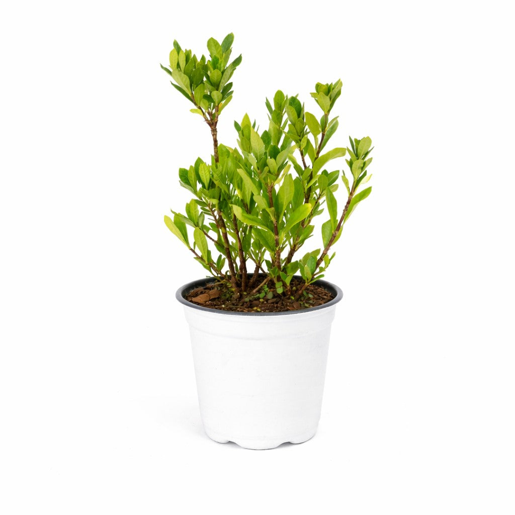 Gardenia 'August Beauty' - 4" Square Quart (NOVEMBER PICK UP SALE)