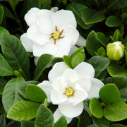 Gardenia 'Buttons' - 2.5" Pot (NOVEMBER PICK UP SALE)