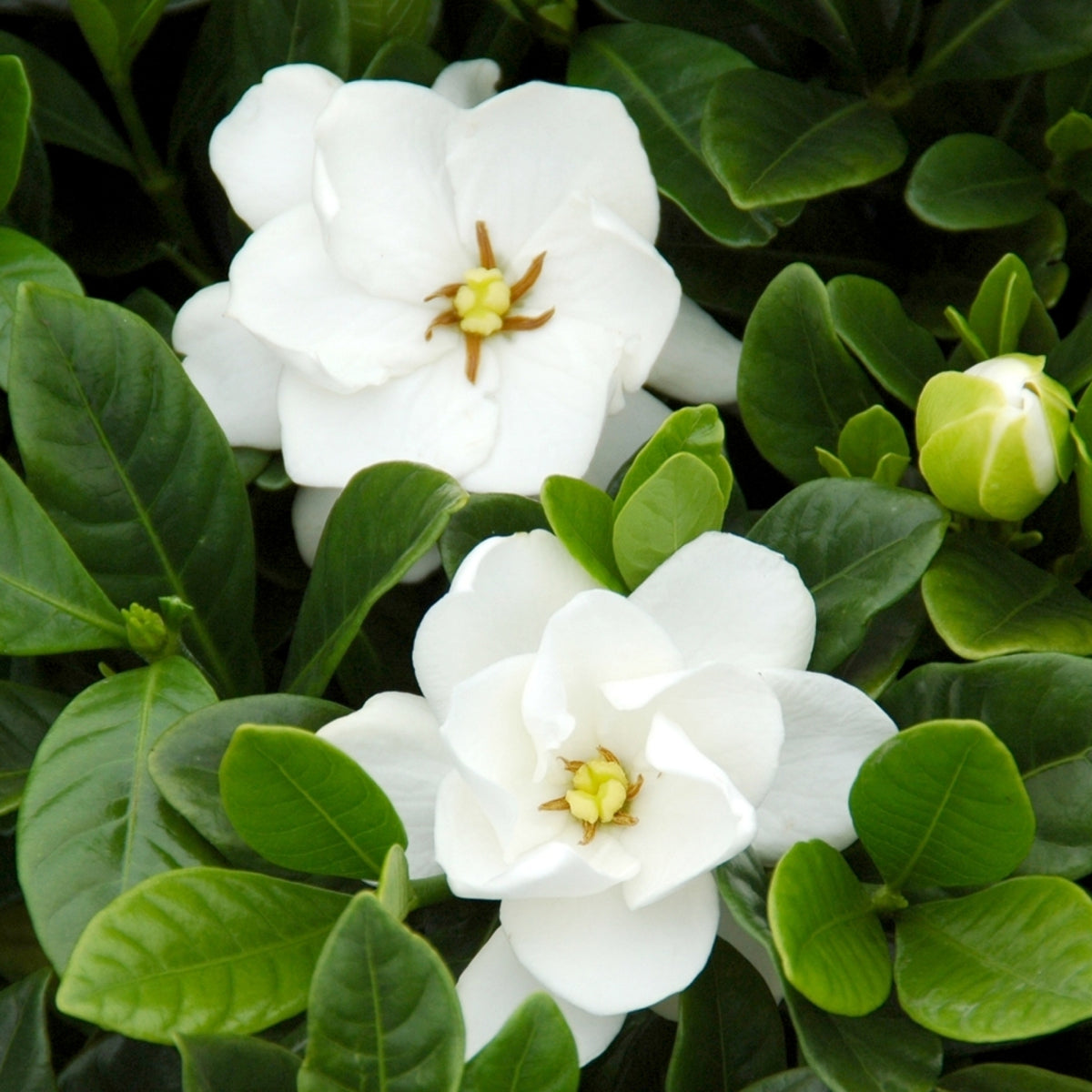 Gardenia 'Buttons' - 2.5" Pot (NOVEMBER PICK UP SALE)