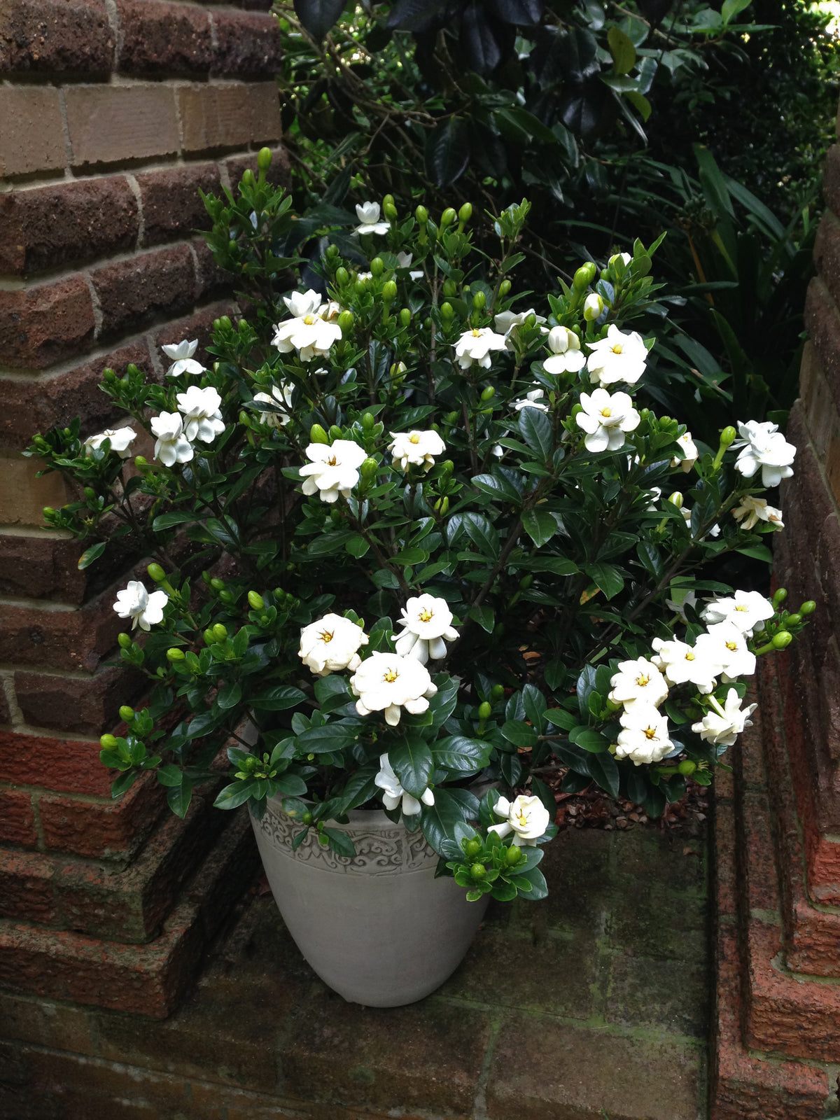 Gardenia 'Buttons' - 2.5" Pot (NOVEMBER PICK UP SALE)