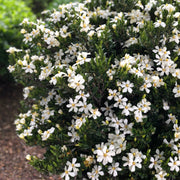 Gardenia 'Daisy' - 1 Gallon Pot