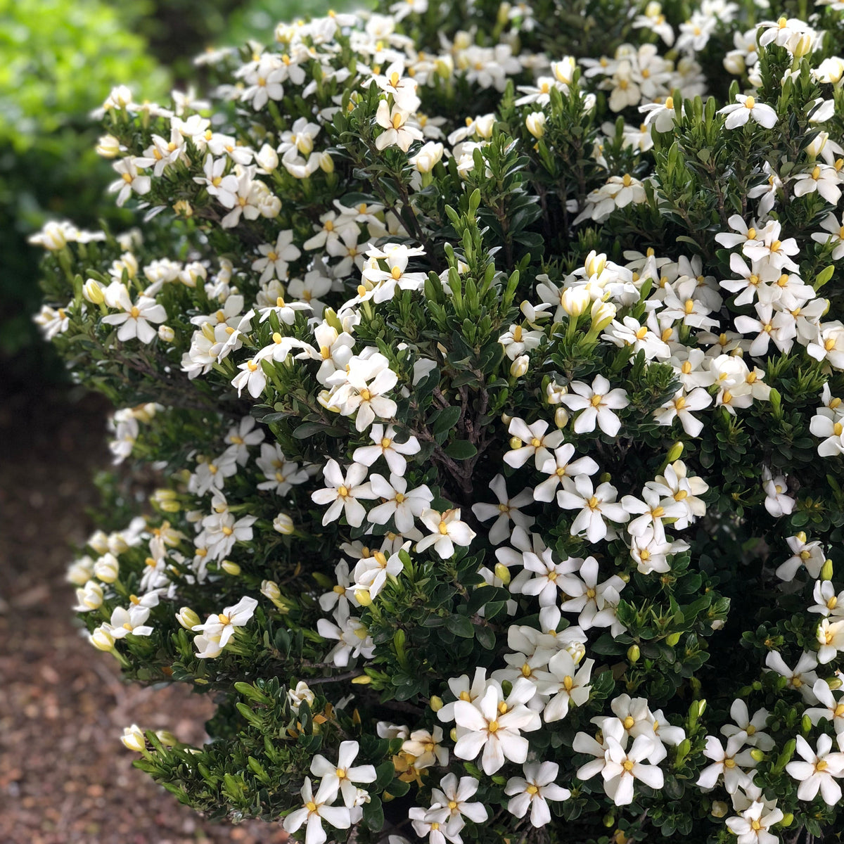 Gardenia 'Daisy' - 1 Gallon Pot