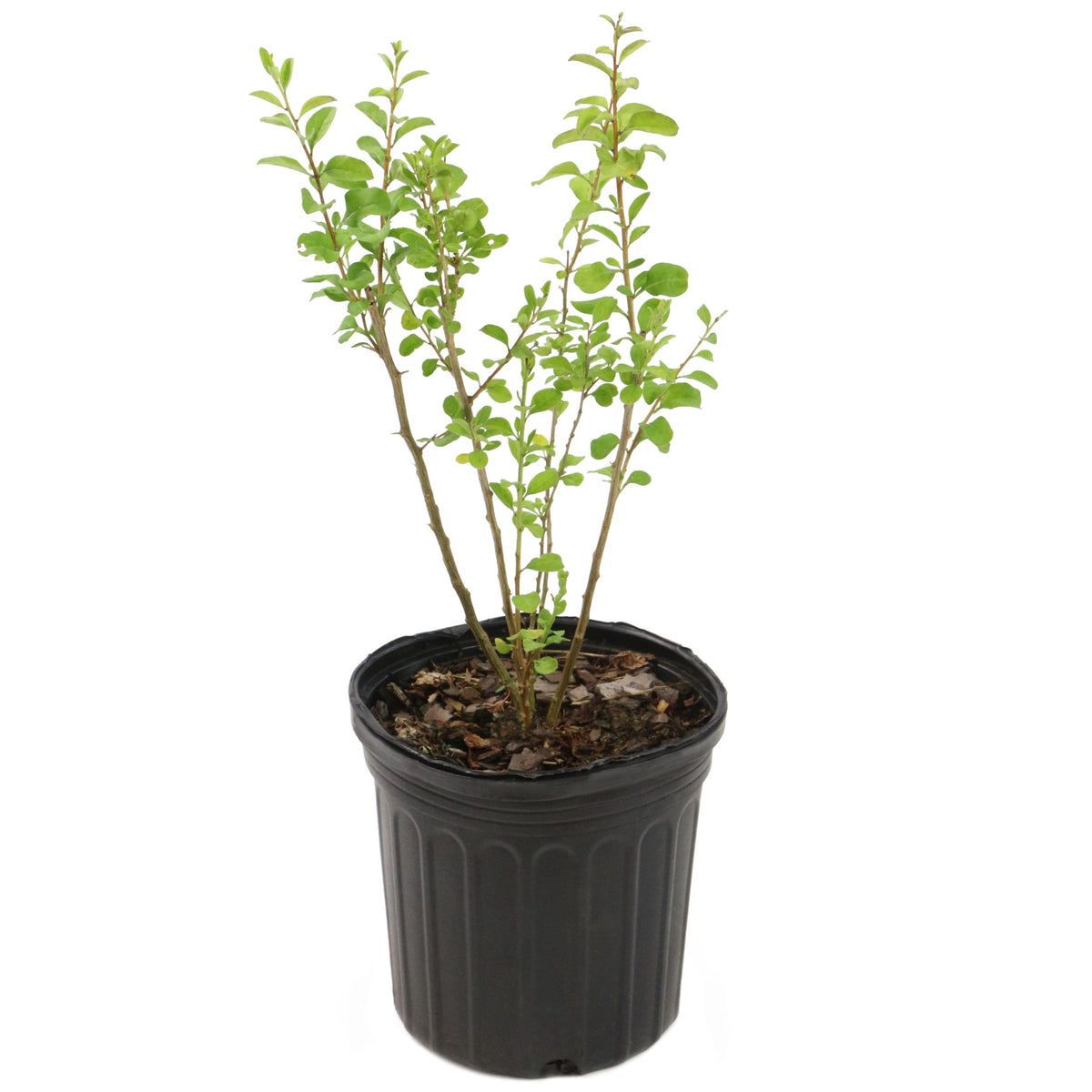 Lycium chinense Goji Berry - 1 Gallon