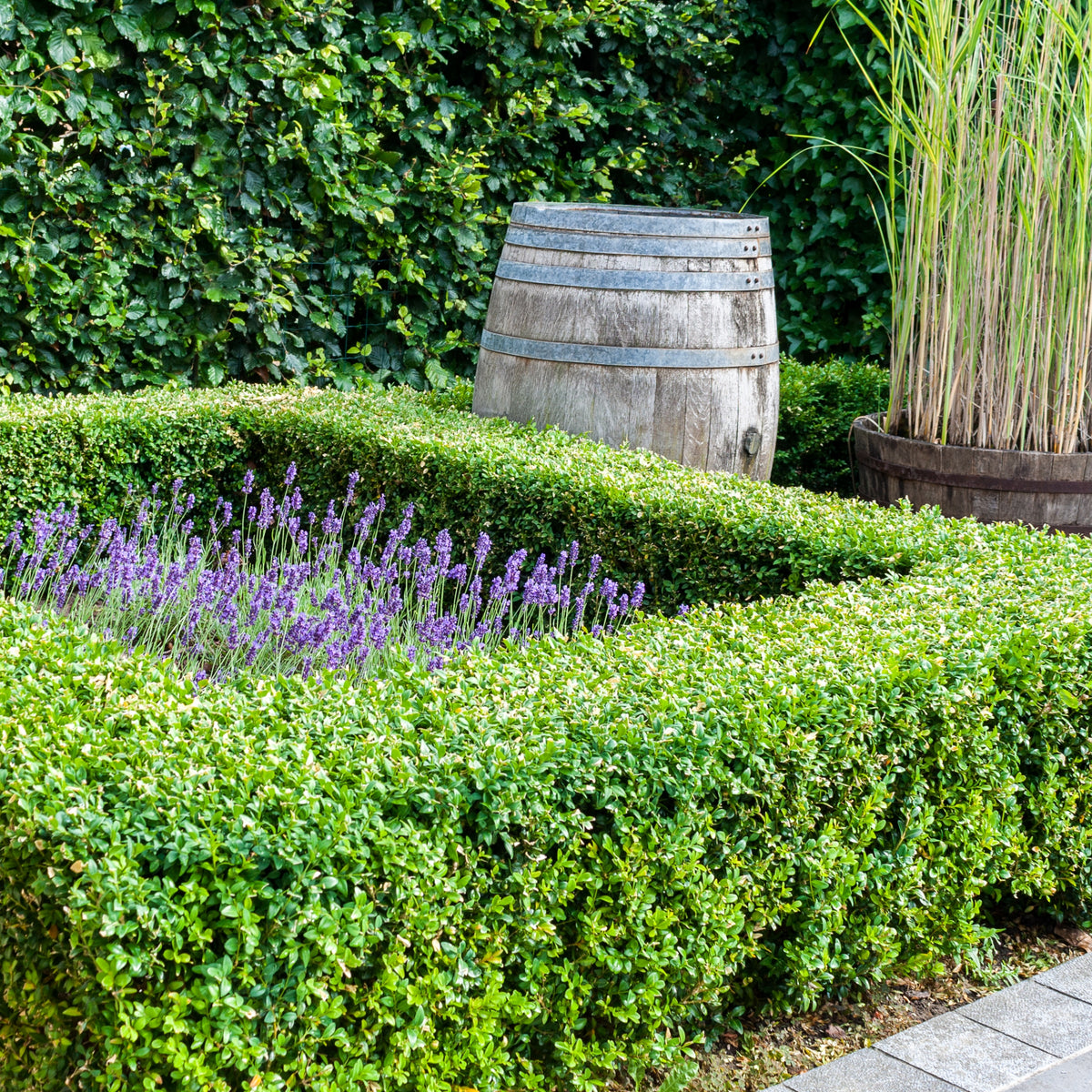 Boxwood Wintergreen - 3 Gallon Pot