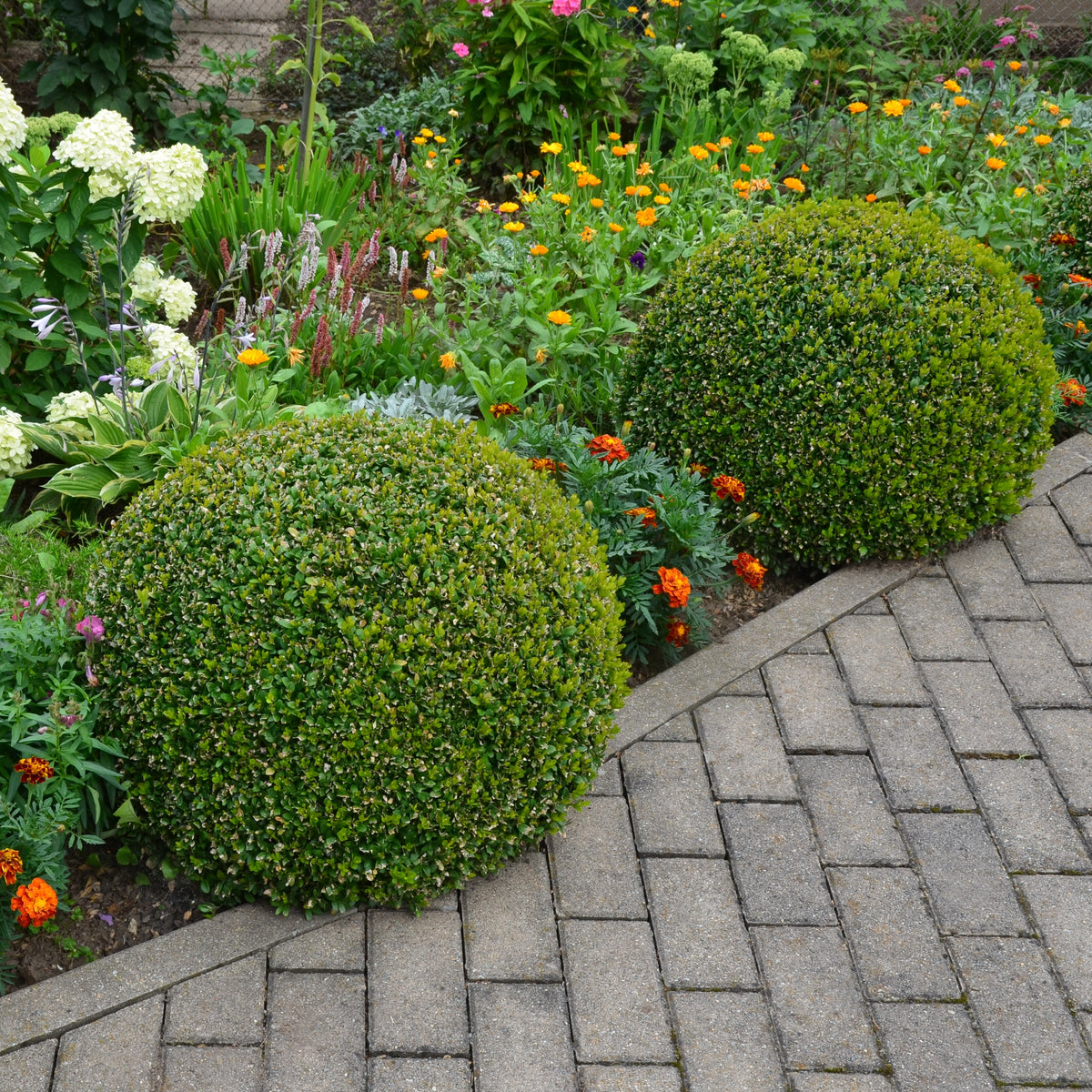 Buxus Wintergreen Boxwood - 1 Gallon Pot