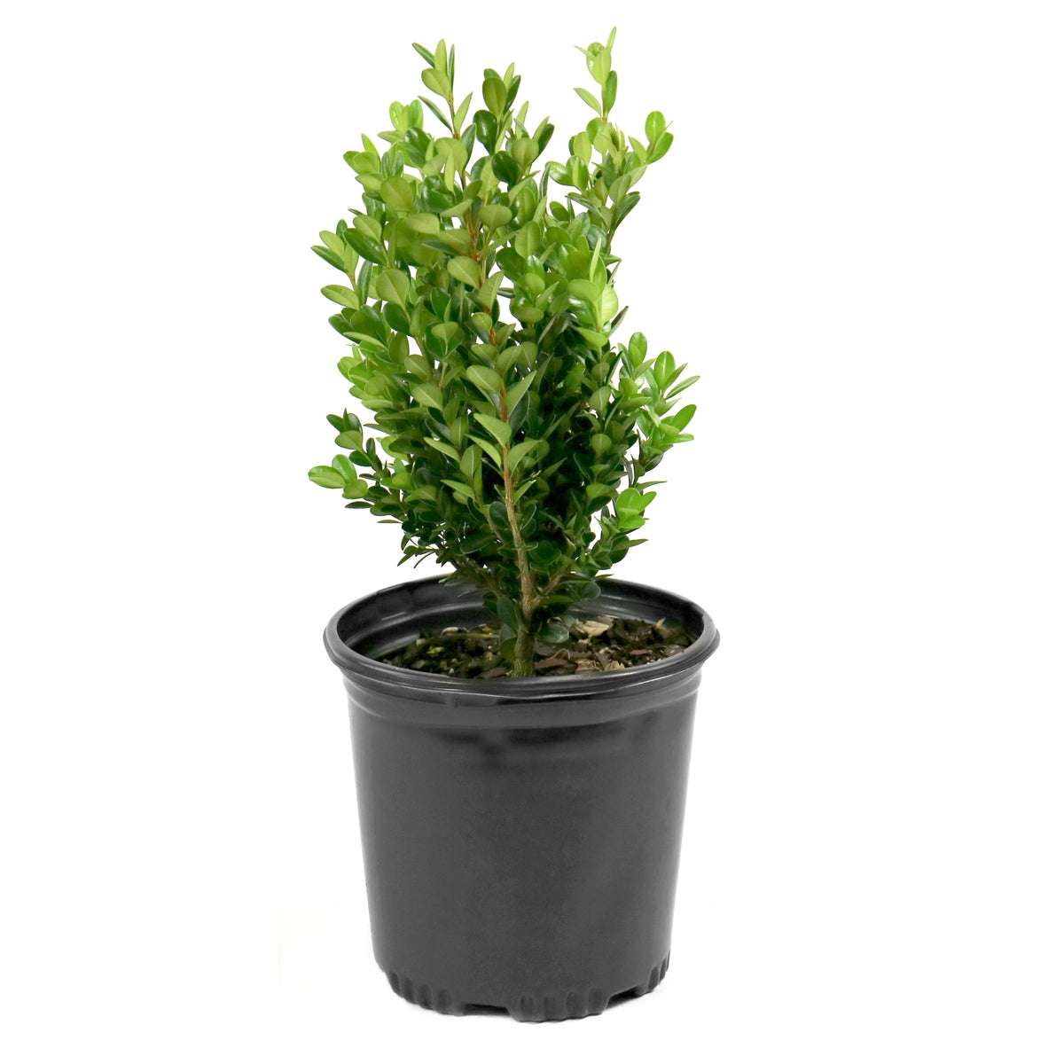 Buxus Wintergreen Boxwood - 1 Gallon Pot